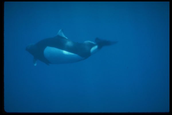 314010 Dall's Porpoise A4 Photo Print