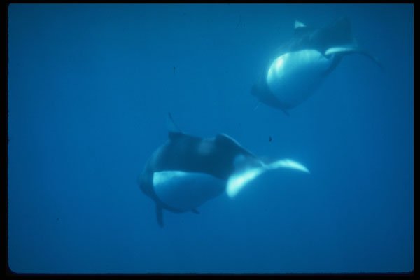 314011 Dall's Porpoise A4 Photo Print