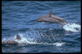 314012 Spinner Dolphin A4 Photo Print