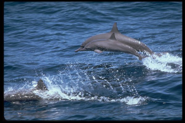 314012 Spinner Dolphin A4 Photo Print