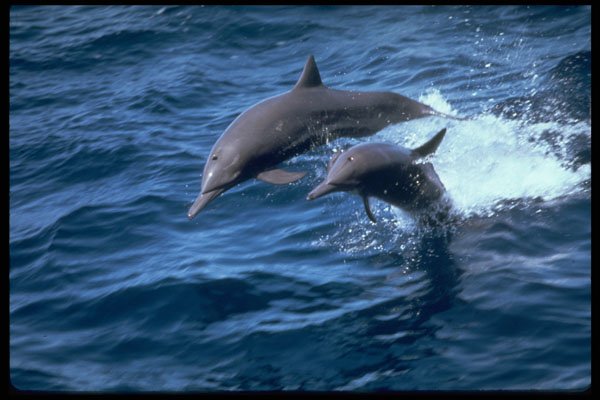 314013 Spinner Dolphin A4 Photo Print
