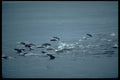 314014 Northern Right Whale Dolphin A4 Photo Print