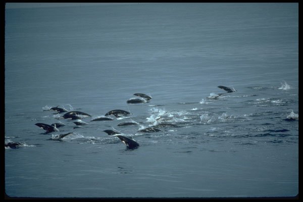 314014 Northern Right Whale Dolphin A4 Photo Print