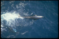 314015 Northern Right Whale Dolphin A4 Photo Print