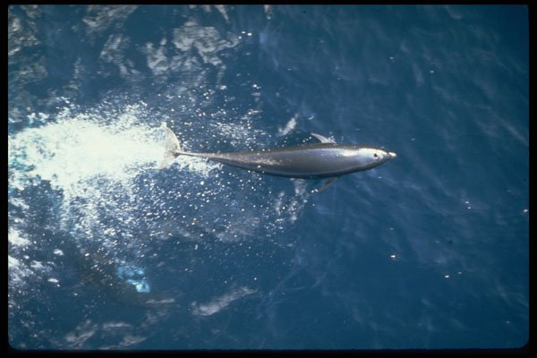 314015 Northern Right Whale Dolphin A4 Photo Print