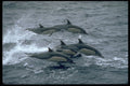 314016 Common Dolphin A4 Photo Print