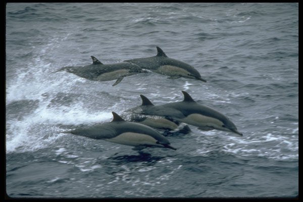 314016 Common Dolphin A4 Photo Print