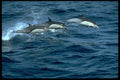 314017 Common Dolphin A4 Photo Print