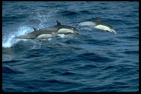 314017 Common Dolphin A4 Photo Print