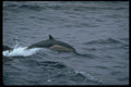 314018 Common Dolphin A4 Photo Print