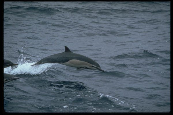 314018 Common Dolphin A4 Photo Print