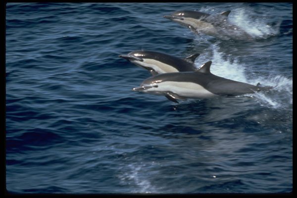 314019 Common Dolphin A4 Photo Print
