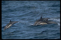314020 Common Dolphin A4 Photo Print
