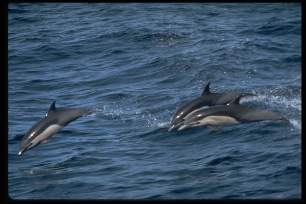 314020 Common Dolphin A4 Photo Print
