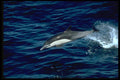 314021 Common Dolphin A4 Photo Print