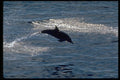 314022 Common Dolphin A4 Photo Print