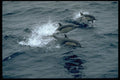 314023 Common Dolphin A4 Photo Print