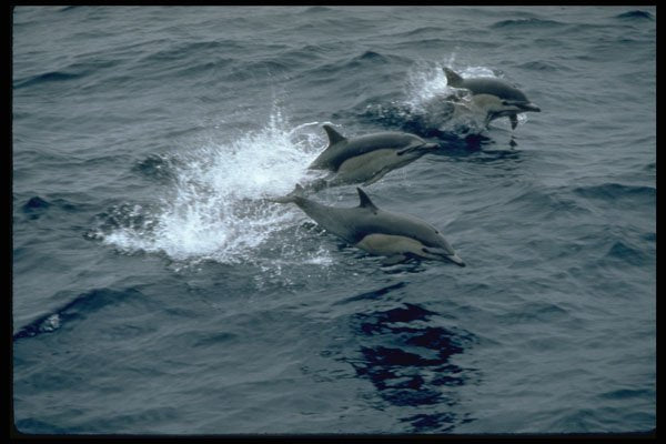 314023 Common Dolphin A4 Photo Print