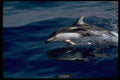 314024 Pacific White sided Dolphin A4 Photo Print