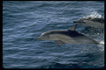 314025 Common Dolphin A4 Photo Print