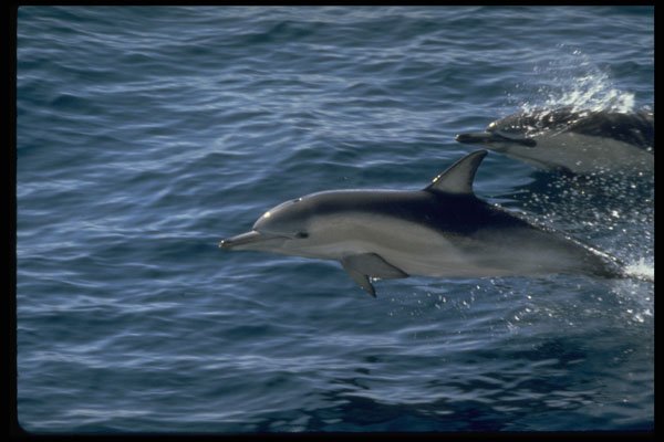 314025 Common Dolphin A4 Photo Print