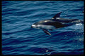 314026 Pacific White sided Dolphin A4 Photo Print