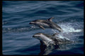 314027 Pacific White sided Dolphin A4 Photo Print