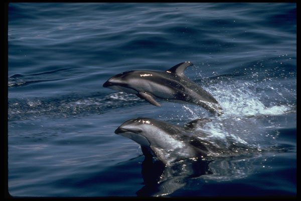 314027 Pacific White sided Dolphin A4 Photo Print