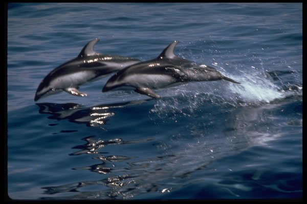 314028 Pacific White sided Dolphin A4 Photo Print
