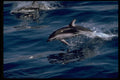 314029 Pacific White sided Dolphin A4 Photo Print