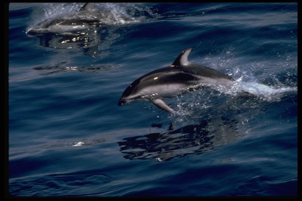 314029 Pacific White sided Dolphin A4 Photo Print