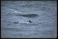 314030 Sei Whale A4 Photo Print