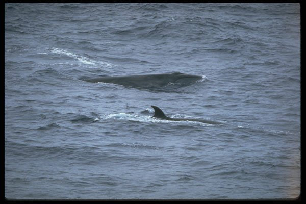 314030 Sei Whale A4 Photo Print