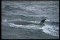 314031 Sei Whale A4 Photo Print