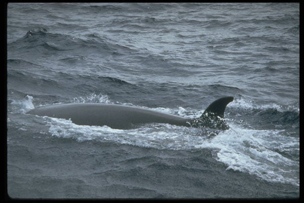 314031 Sei Whale A4 Photo Print