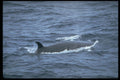 314032 Sei Whale A4 Photo Print