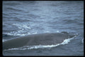 314033 Sei Whale A4 Photo Print