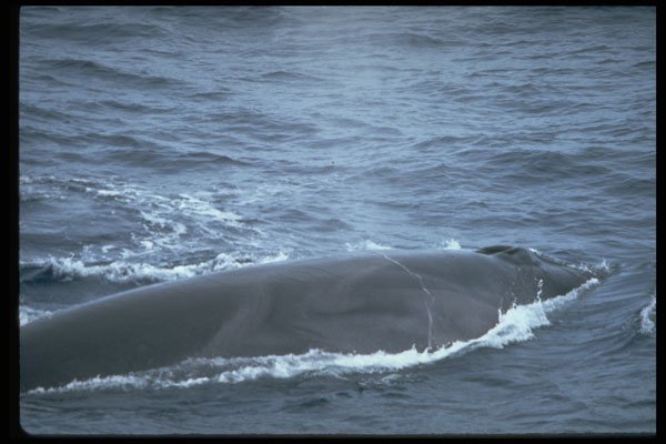 314033 Sei Whale A4 Photo Print