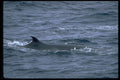 314034 Sei Whale A4 Photo Print