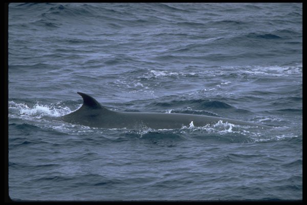314034 Sei Whale A4 Photo Print