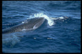 314035 Bryde's Whale A4 Photo Print