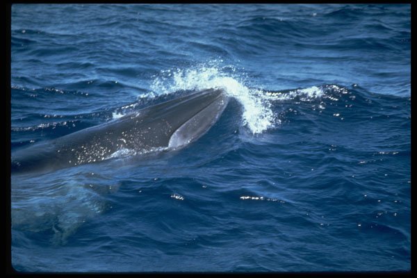 314035 Bryde's Whale A4 Photo Print