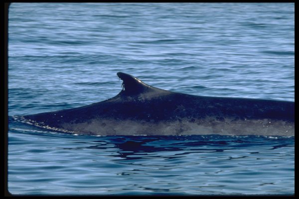 314036 Fin Whale A4 Photo Print
