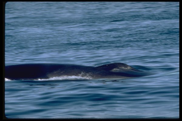 314037 Fin Whale A4 Photo Print