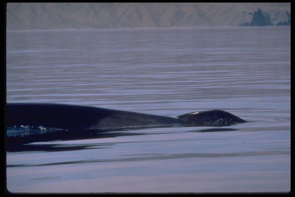 314038 Fin Whale A4 Photo Print