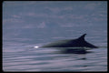 314039 Fin Whale A4 Photo Print
