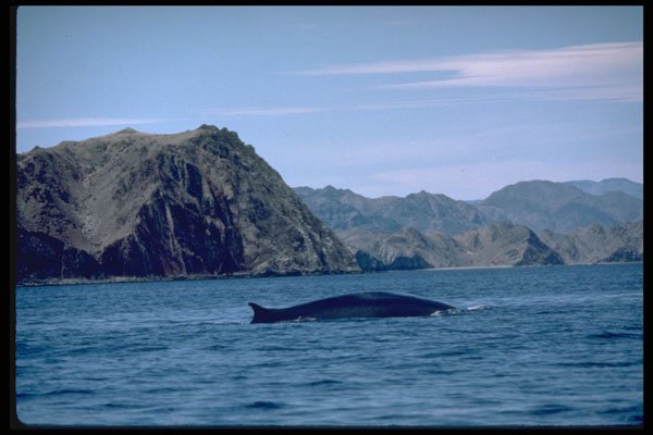 314040 Fin Whale A4 Photo Print