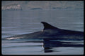 314041 Fin Whale, Dorsal Fin A4 Photo Print