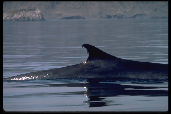 314041 Fin Whale, Dorsal Fin A4 Photo Print