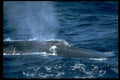 314042 Blue Whale A4 Photo Print